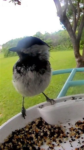 Black-capped Chickadee. #manitobabirds