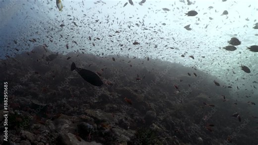 Many ocean fish swimming over coral underneath the surface in slowmotion in 4k