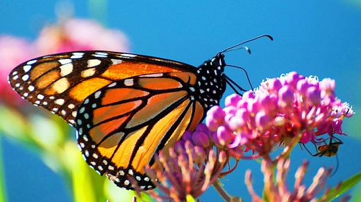 BBC One - Earth's Seasonal Secrets, Spring