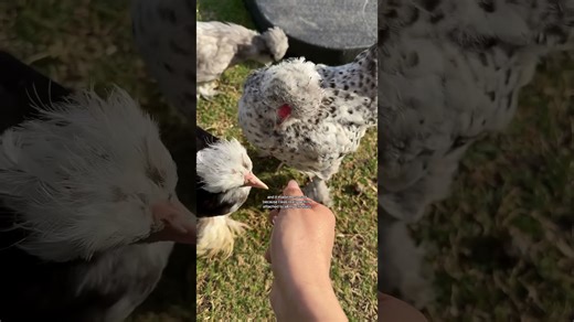 Clicker training my chickens to see how smart they really are
