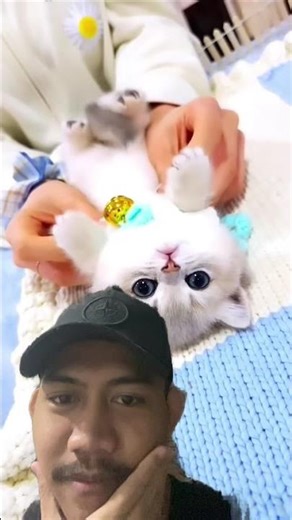 #funny #cat #greenscreen #shortsfeed