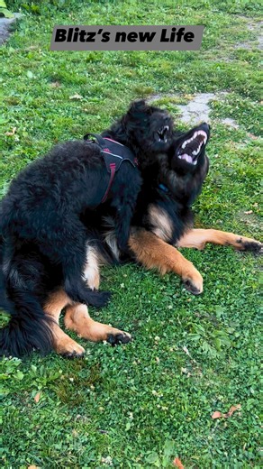 1.1K views · 63 reactions | This is what happens when a dog gets a...