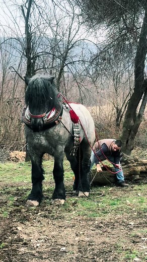 Belgijska Potkovica on TikTok