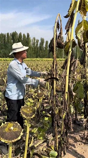 전통적인 해바라기 수확 완벽 가이드: 화창한 날, 드넓은 황금빛 들판에서 부지런한 농부가 다 자란 해바라기를 손으로 직접 베어내는 모습