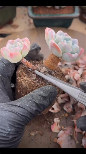 "Succulent leaf pulling isn't violent removal! Watch the correct steps here: 1. Choose old, withered leaves at the bottom, pinch the base of the leaf and gently shake left and right; 2. After pulling off healthy leaves, place them with the wound facing up in a ventilated area—they can be used for leaf propagation later; 3. Don’t water immediately after pulling leaves to avoid wound rot. This operation not only improves ventilation for succulents but also promotes new side buds, helping 'young ol