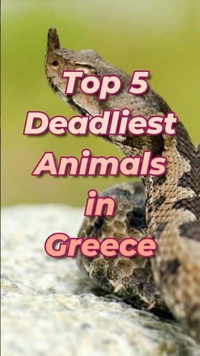 Top 5 Deadliest Animals in Greece 🇬🇷☠️ | Nature’s Hidden Threats #shorts #greece #wildlife
