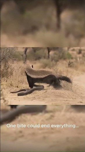 Fearless Honey Badger vs Deadly Snake… BIGGEST Encounters #wildlife #honeybadger