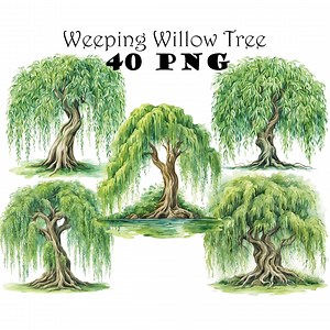 Watercolor Weeping Willow Tree Clipart PNG Willow Tree Graphics Transparent Background Willow Tree Illustrations Digital Download Bundle - Etsy