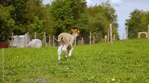 Playful video featuring a sheared alpaca, staring at camera and running around the grassy filed, fence and tall trees can be seen in the background.