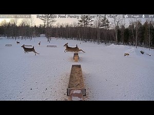 Fox Chases Deer