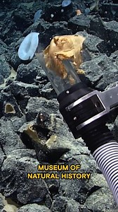 Strange Alien Egg Found! | #TheProofIsOutThere Watch the new season of The Proof Is Out There Fri., Jun. 13 at 10/9c on HISTORY! | HISTORY