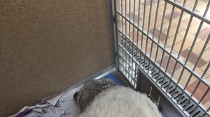 Hans is a sweetheart. He is a 2 year old neutered male Norwegian Elkhound. He is good with children and other dogs. He is housebroken. He sits and gives paw, a total delight. up for adoption at TLC Animal Shelter 13016 W 151st Street, Homer Glen, Il 60491 ALERT! We never ask for money to hold an animal and then meet someplace to see the animal if messaged for money this is a scam. Adoptions are only done at the shelter during our regular hours. | Tender Loving Care Animal Shelter