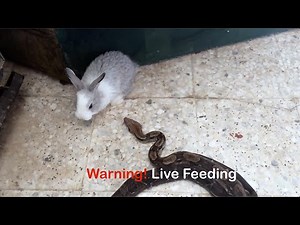 Warning! Live Feeding | Snake Strikes a Rabbit