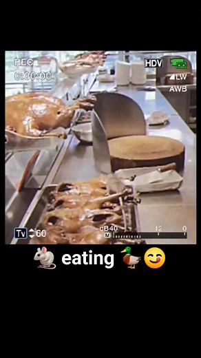 Mouse eating roasted Duck in Chinese fast food shop🐁🦆😜. #food #mouse #duck #higiene #reels #explore #ExploreHK | 𝔼𝕩𝕡𝕝𝕠𝕣𝕖 ℍ𝕂
