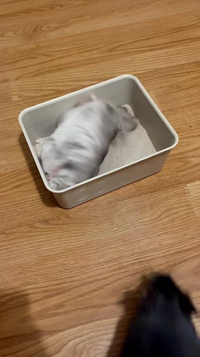 Taking a sand bath! 🛁#happy #chinchilla #fyp #bath