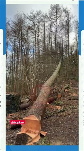 Dangerous Tree Cutting on Hillside Forest Cutting trees| High Risk Logging Accident