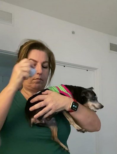 Application of Libre Sensor on your Dog/Cat #freestylelibre #CGM #diabeticdogs #dogs #cats #sensor