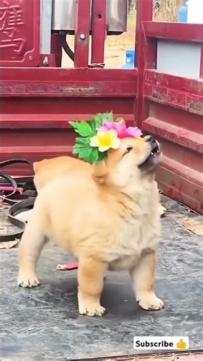 Cute puppy Barking😱 #shorts #puppy