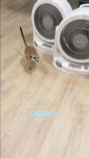 我是貪吃乖🤪#狐獴 #特殊寵物 #萌寵 #獴寵 #日常 #生活 #我是乖乖 #吃乖乖長大的 #미어캣 #meerkat #ミーアキャット