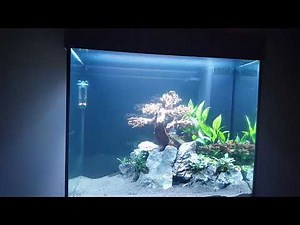 Juwel Helialux Spectrum day demo