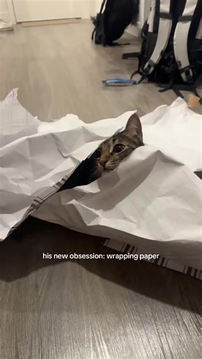 Cat's New Obsession with Wrapping Paper