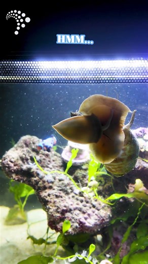 Snail Speed Edition 🐌🏁