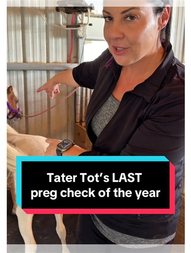 Tater Tot’s LAST preg check of the year 🙏🏼🙏🏼🙏🏼 #miniaturehorse #dvmfarms #foalsof2025 #breedingseason2025 Edited by Jessica Bevill | Nicole Jones Pearsall