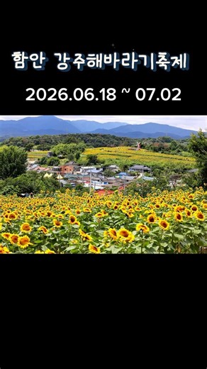 Haman Gangju Sunflower Festival | Gangju Village Summer Flower Festival #HamanFestival