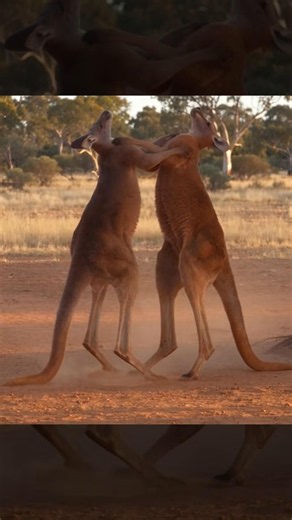 Red Kangaroos Fight — The Kick That Changed Everything! 🦘 #wildlife #animals #shorts