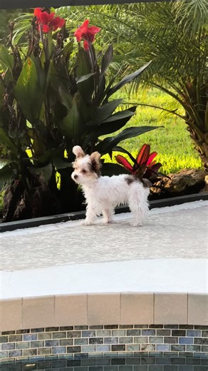 Lola The Parti Yorkie on TikTok