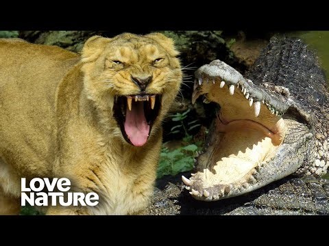 Lioness Vs. Crocodile: Predators Battle Over Hippo Meal | Love Nature