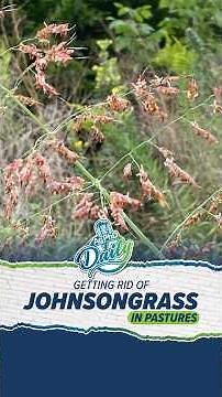 Is Johnsongrass becoming a problem in your pasture?