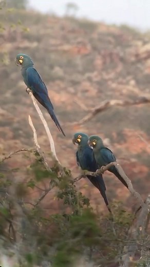 ⭕️ Save Help and Protect Endangered Parrots From Extinction... ☆҉‿ Saving the world’s rarest parrots.. ´⁀☆҉ .. 🔴 The Lear’s Macaw has made a dramatic recovery in the last decade with its population now reaching over 2,000 individuals. But with an increased population, the threat to the species is not enough natural food to maintain a healthy population. This is why this project by Jardins da Arara de lear is so important. They want to work with local communities to increase the Licuri Palm tree