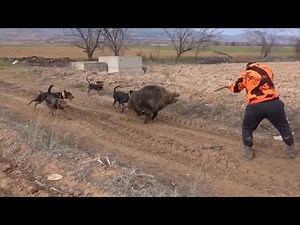 CLOSE-UP FUNNY BOAR ATTACKS #TurkeyHunting #BowHunting #DeerHunting #istanbulsilahmonza