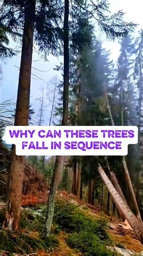 these trees fell down simultaneously #feedshorts #tree