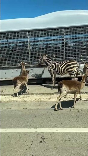富士ではなく大分のサファリパーク。