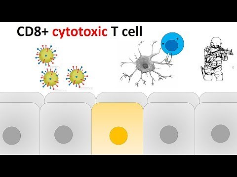 cytotoxic T cell activation and killing mechanism