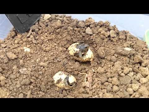 Eastern Box Turtle Eggs Hatching