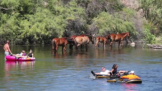 Salt River tubers float by wild horses