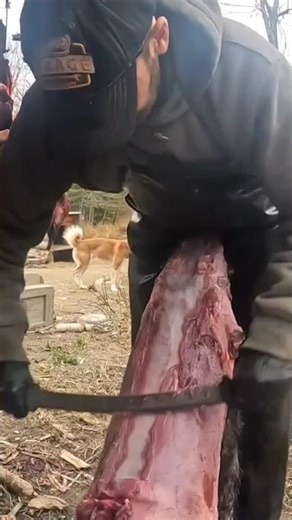 Removing meat from beaver hide #beaverretriever