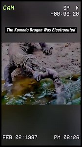 The kinodo dragon was electrocuted. #wildanimals #animals #foryou #parati #foryou #mexico #holbox #restaurant #v#StreetInterview #adsonreels #facebookadsreels #facebookreels #reeloverlayads #fordexpedition #motivation #asmr #FacebookReelsContest #reels #viral #Comedy #StreetInterview #adt | Vildanimal59