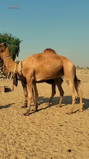 179K views · 6.7K reactions | Rajasthani minak #rajasthani #marwari | GARH Marwar | Facebook