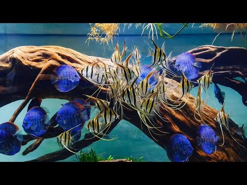 Amazing Discus & Angelfish in Planted Aquarium with Driftwood | Best Discus Tank Setup