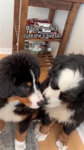 Can’t say no to those eyes 😩😩 #bernerlovers #beggingyou #berner #cutepuppylovers