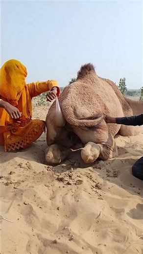 🐫 شاهدي كيف تملأ الفتاة الماء للجمل من الخلف بهدوء. #short 😜#viral #villagelife #like