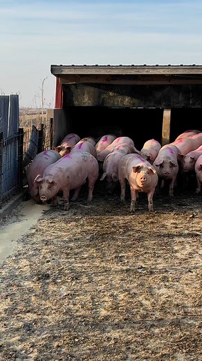 New breeding gilts. Finding gilts to breed has become a lot harder than it used to be. These are a York Duroc gilt. We will breed them to a purebred Berkshire boar. Meat quality should be excellent. The pigs will have a lot of color too! #pig #thediversifiedfarmer #agriculture #Iowa #pork | The Diversified Farmer