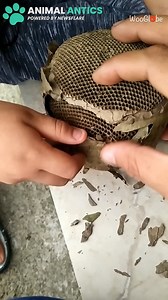 992K views · 2.2K reactions | Dad lets her open up a wasp nest to learn about nature...  | Animal Antics | Facebook