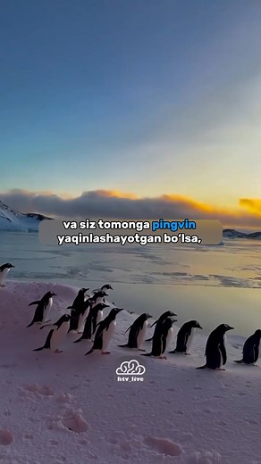 📜 “Antarktika shartnomasiga ko‘ra, pingvinlarga yaqinlashish taqiqlangan” Antarktika shartnomasi (Antarctic Treaty) va Antarktika atrof-muhitini muhofaza qilish protokoli bo‘yicha, insonlar yovvoyi hayvonlarga, shu jumladan pingvinlarga, 5 metrdan yaqin bormasligi kerak. Maqsad — ularni qo‘rqitmaslik, ularning tabiiy xatti-harakatlarini buzmaslik. Agar pingvin o‘zi yaqinlashsa — odam joyida qotib turadi, chunki harakat qilish uni cho‘chitishi yoki stressga olib kelishi mumkin. 🪶 “Ularni ushlab