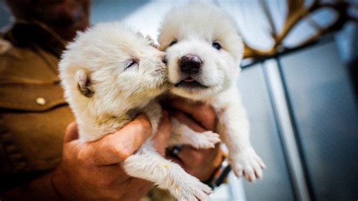 Scientists re-create traits found in extinct wolf species