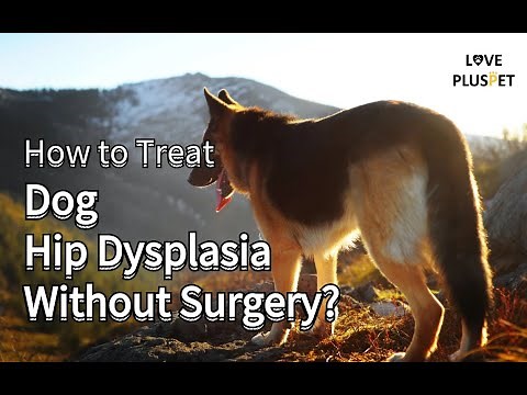 How to Treat Dog Hip Dysplasia Without Surgery?